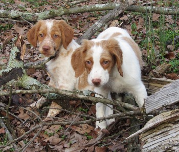 Puppy Photo