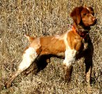 Cooper's Ozark Traveler