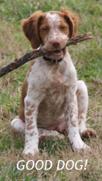 Good Dog!
