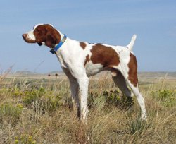 Chance - Chancey Jackpot Lotto
