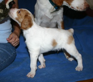 Big White as a Puppy