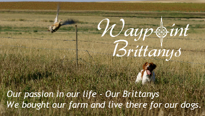 Waypoint Brittanys
