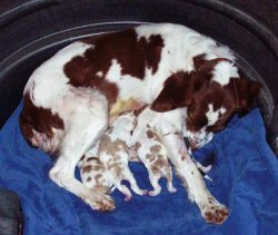 Nykko's Second Litter
