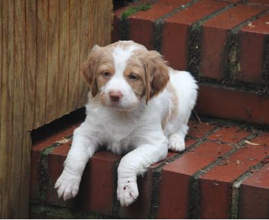 Pearl Pup