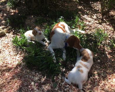 Pearl Pups