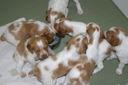 Waypoint Brittanys' Litter