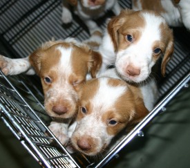 Pups from July 4th