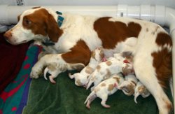 Puppies 05.28.2011