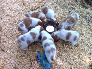 Jesse's pups @ 6 weeks old