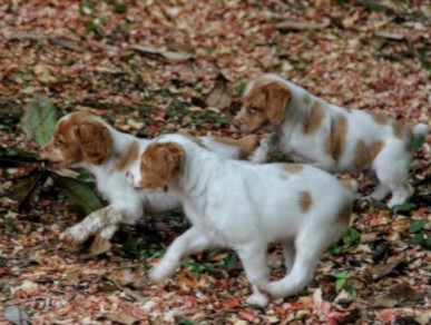 Riker Pups